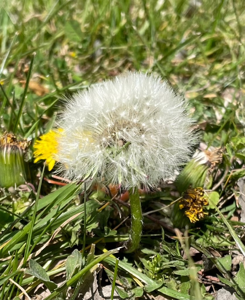 Balanced lighting, enhanced sharpness and natural color